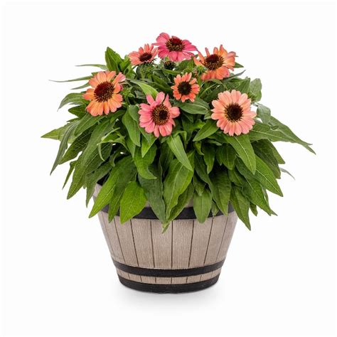 lowe's flower|lowe's outdoor plants and flowers.